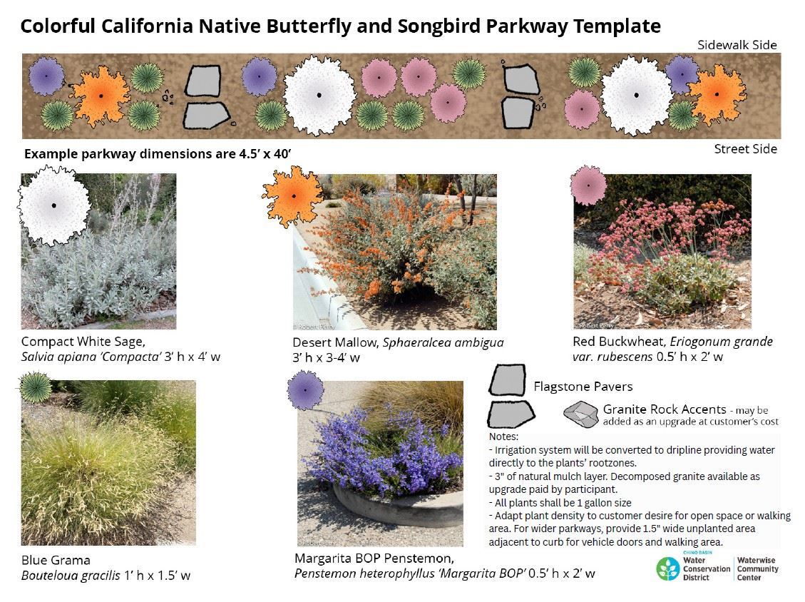 Pic of CA Butterfly Songbird